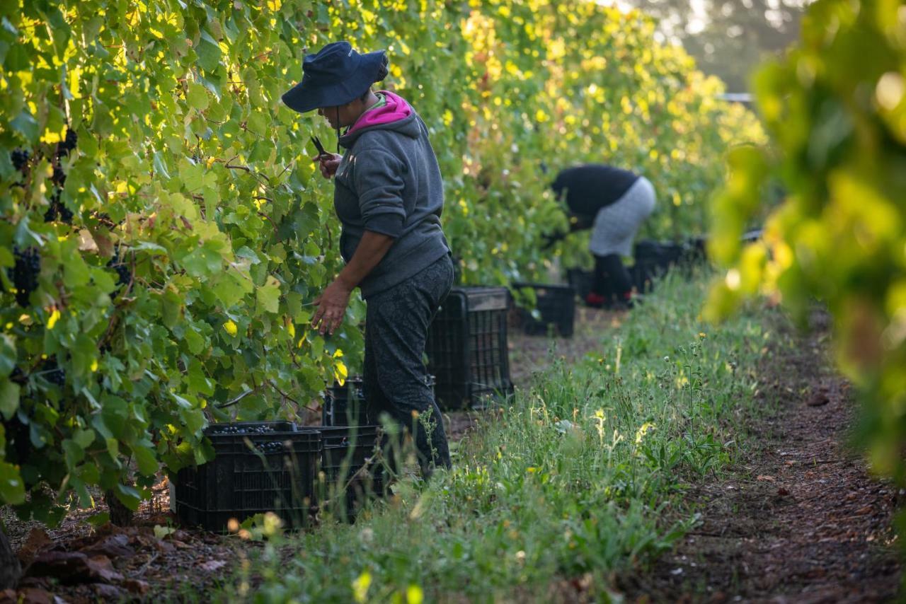 Belfield Wines And Farm Cottages Grabouw Esterno foto